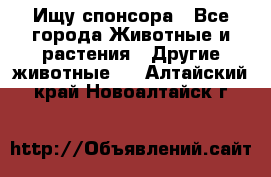 Ищу спонсора - Все города Животные и растения » Другие животные   . Алтайский край,Новоалтайск г.